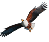 Birdlife Safaris in Kenya