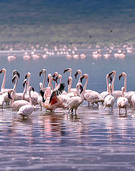 Flamingo in Bogoria