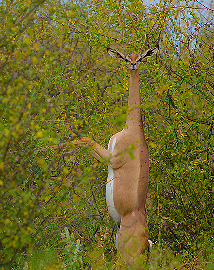 Gerenuk - Longest necked antelope in Samburu