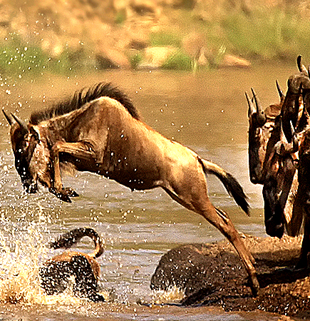 Wildbeeste Migration