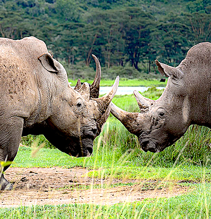 Rhinos at Lake Nakuru Game Park