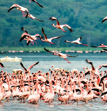 Flamingos in Kenya