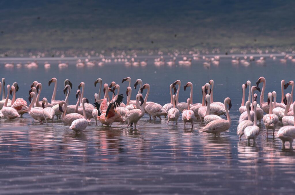 14 days ornithological Safari in Kenya